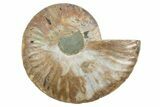Cut & Polished Ammonite Fossil (Half) - Madagascar #354191-1
